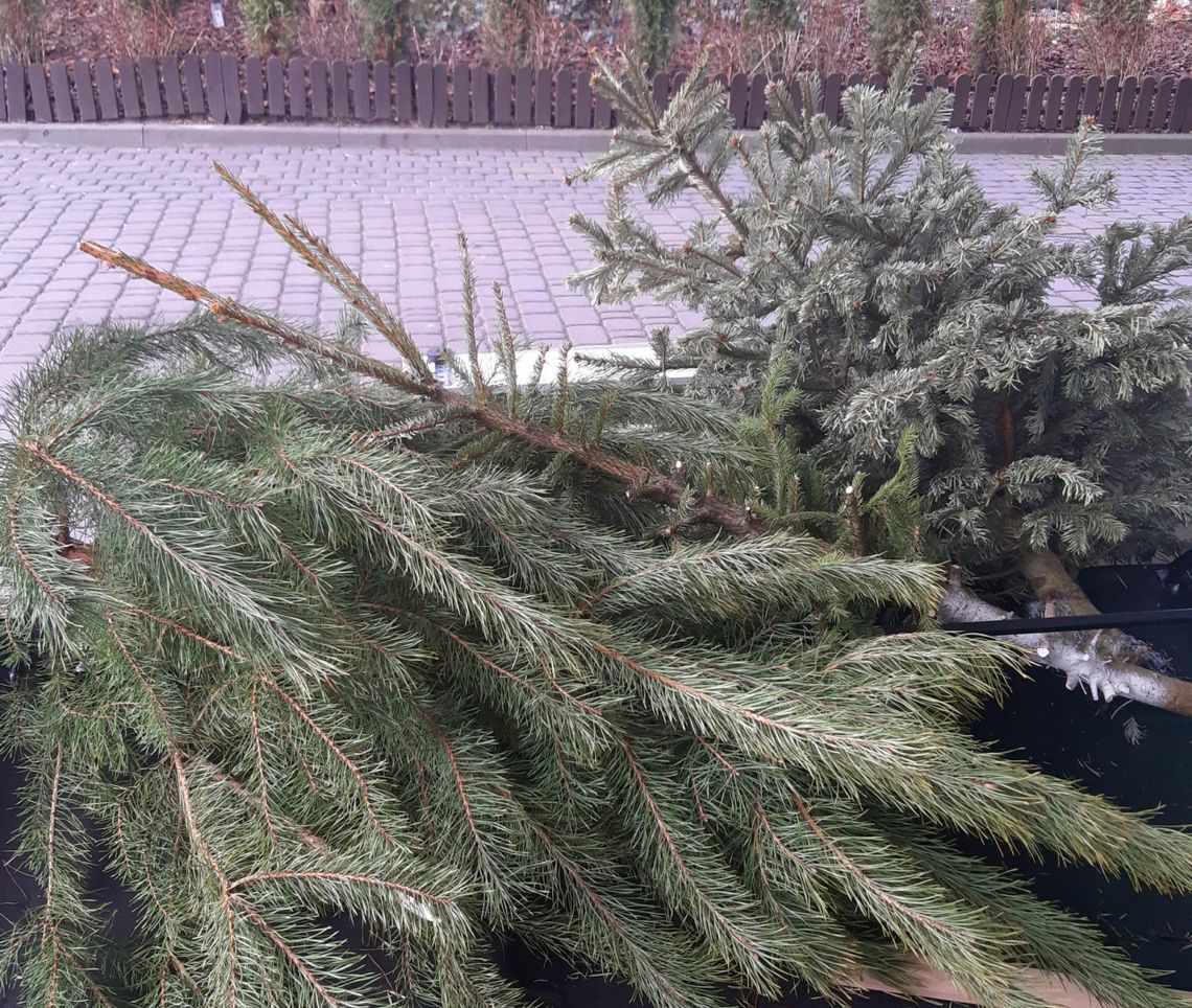 Drugie życie choinek