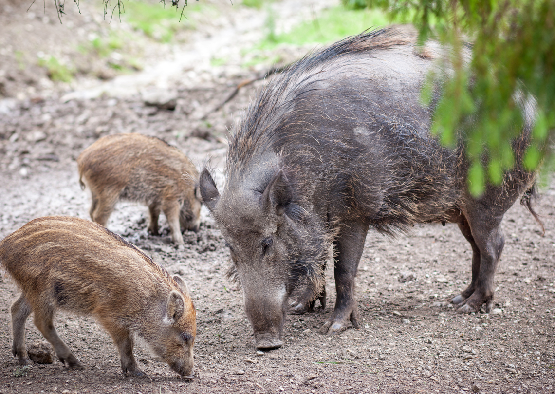 Dziki coraz bliżej domów