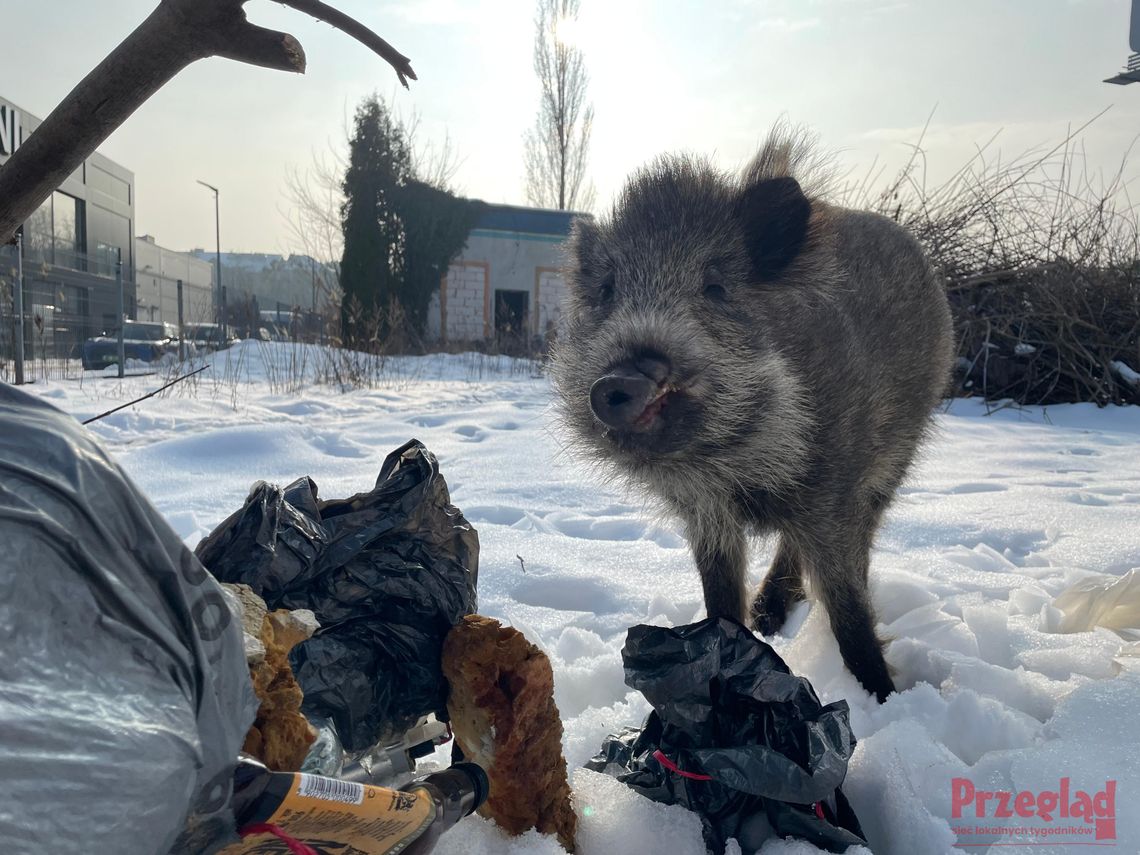 Dziki lokator z Okulickiego. Co dalej z samotnym „Chrumkiem” w centrum Piaseczna?