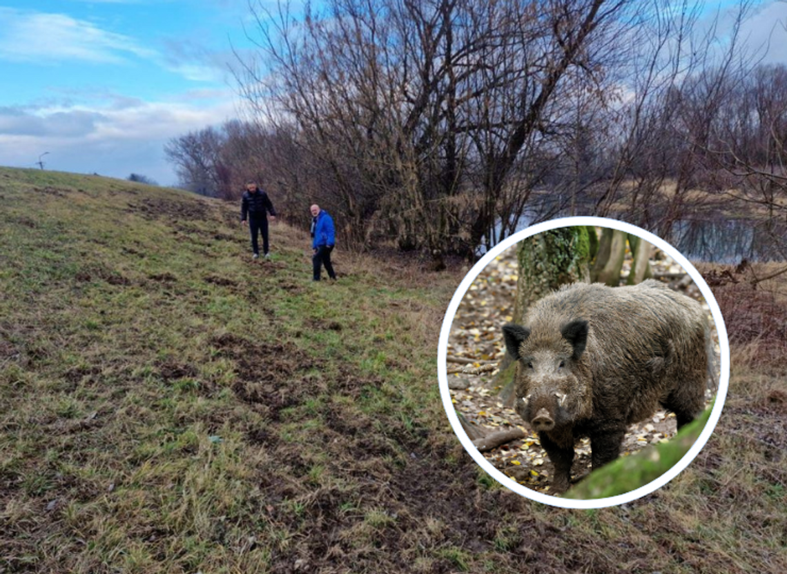 Dziki w Górze Kalwarii i Konstancinie-Jeziornie – mieszkańcy mają dość!