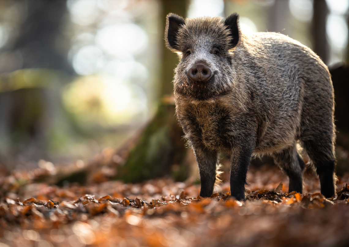 Dziki w Mirkowie – mieszkańcy apelują o interwencję Dziki w Mirkowie – mieszkańcy apelują o interwencję