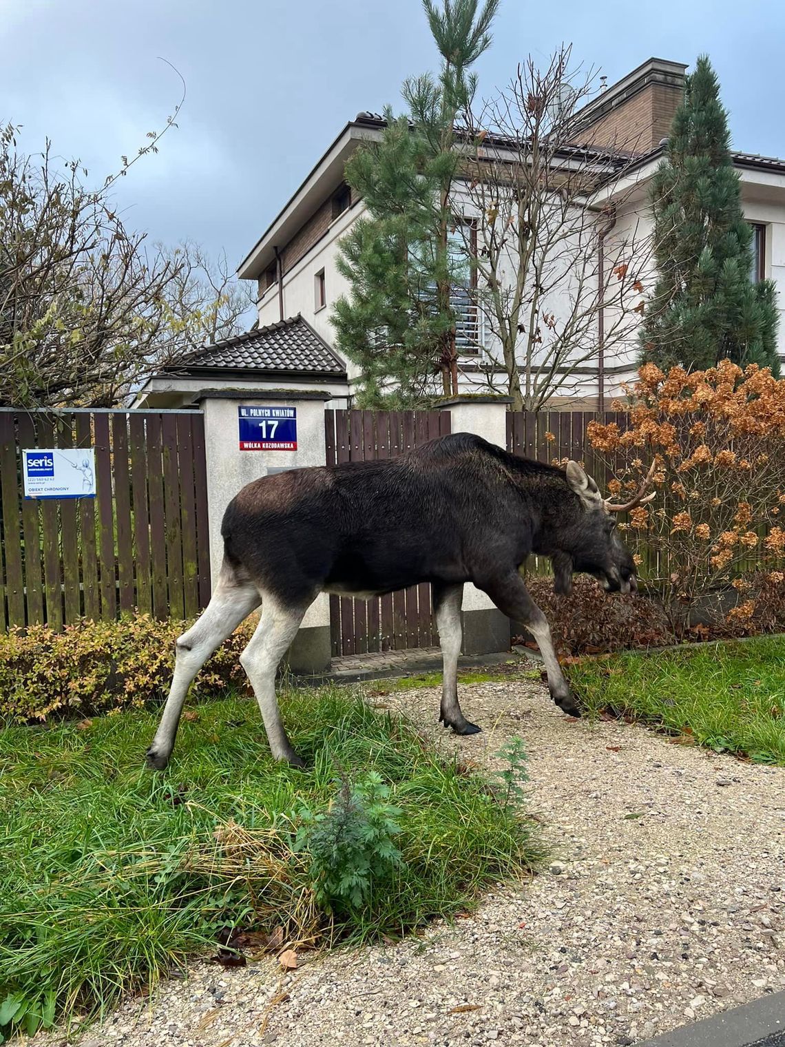 Dzikie zwierzęta obok nas