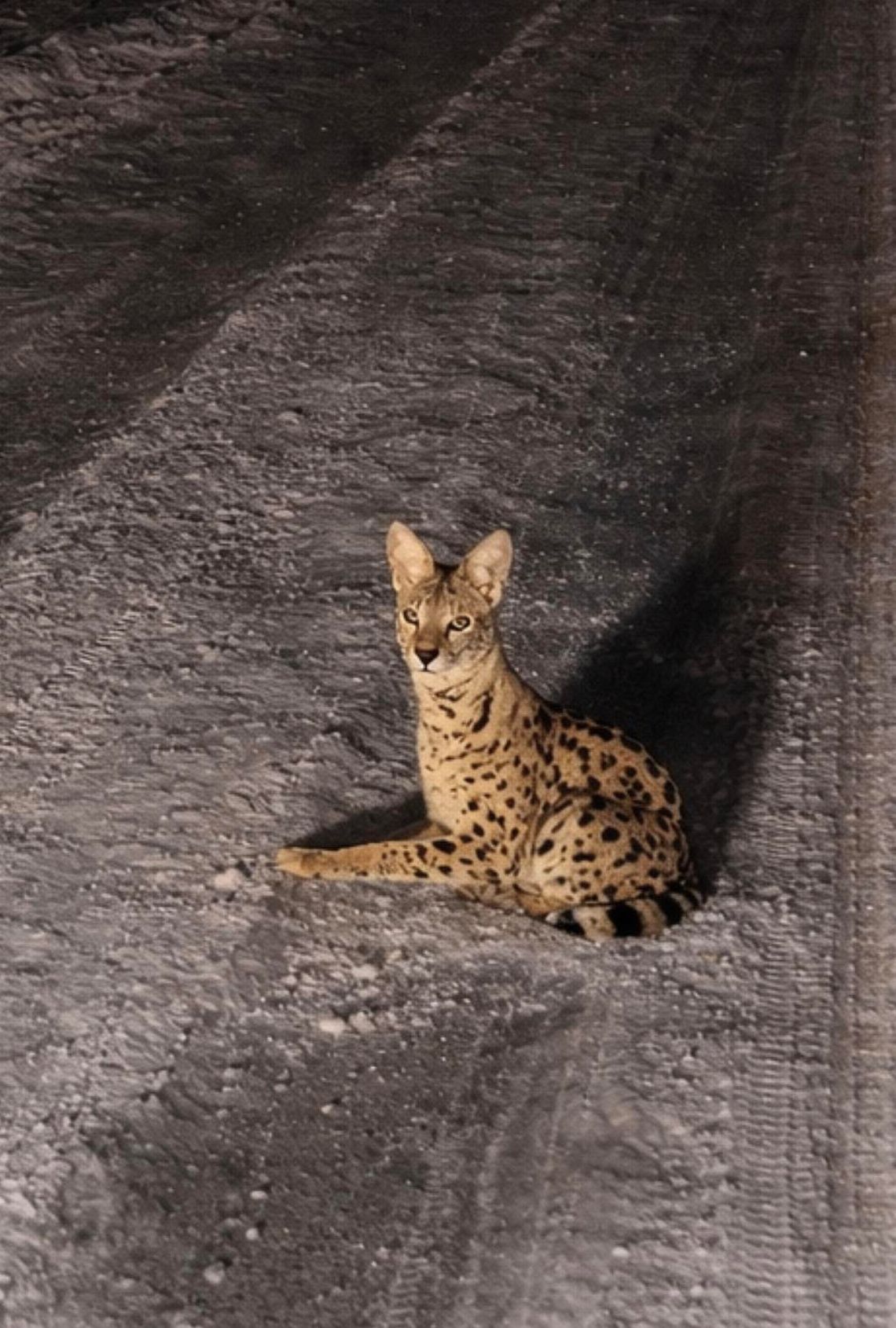 Egzotyczny kot w Kierszku. Trwają poszukiwania serwala Egzotyczny kot w Kierszku. Trwają poszukiwania serwala