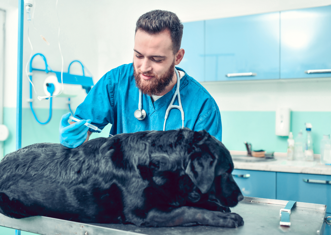 Gmina Prażmów dopłaca do kastracji i sterylizacji zwierząt