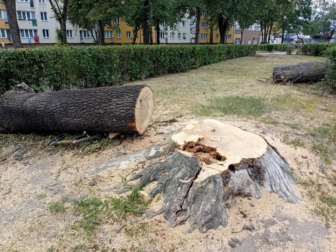 Gmina tłumaczy wycinkę drzew