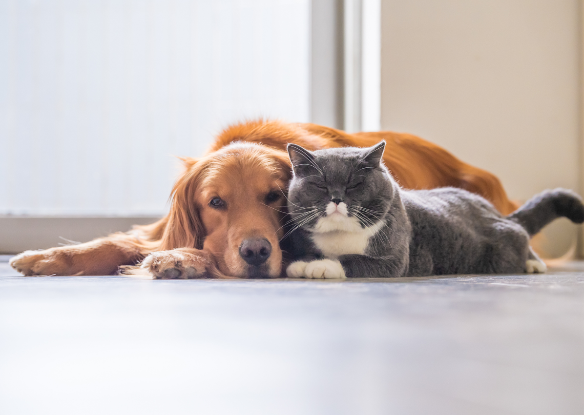 Góra Kalwaria: bezpłatne zabiegi dla psów i kotów Góra Kalwaria: bezpłatne zabiegi dla psów i kotów