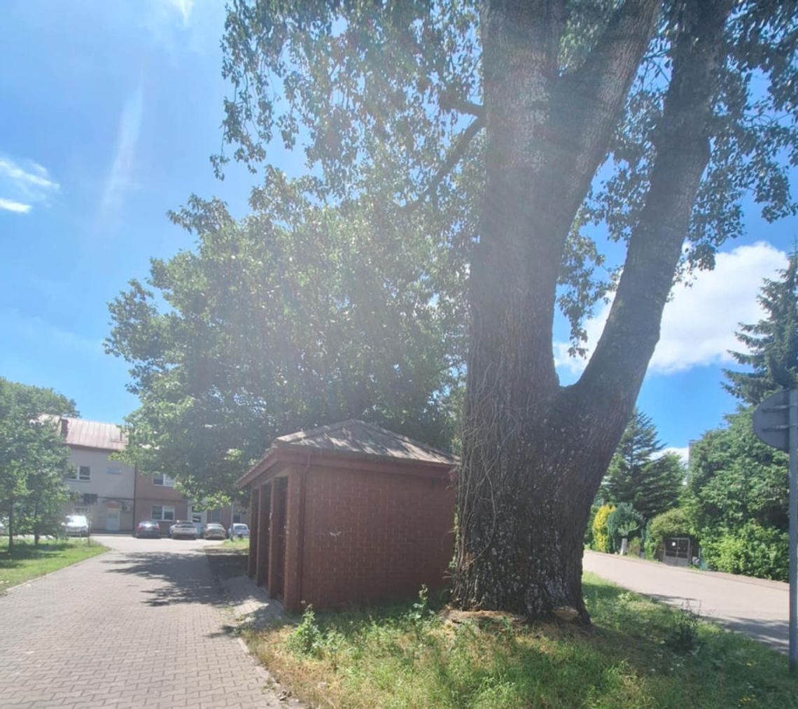 Niebezpieczna topola w centrum Mirkowa do wycinki