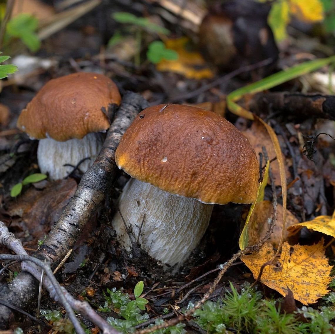 Grzybowy sezon w pełni. Gdzie w naszym powiecie szukać leśnych skarbów?