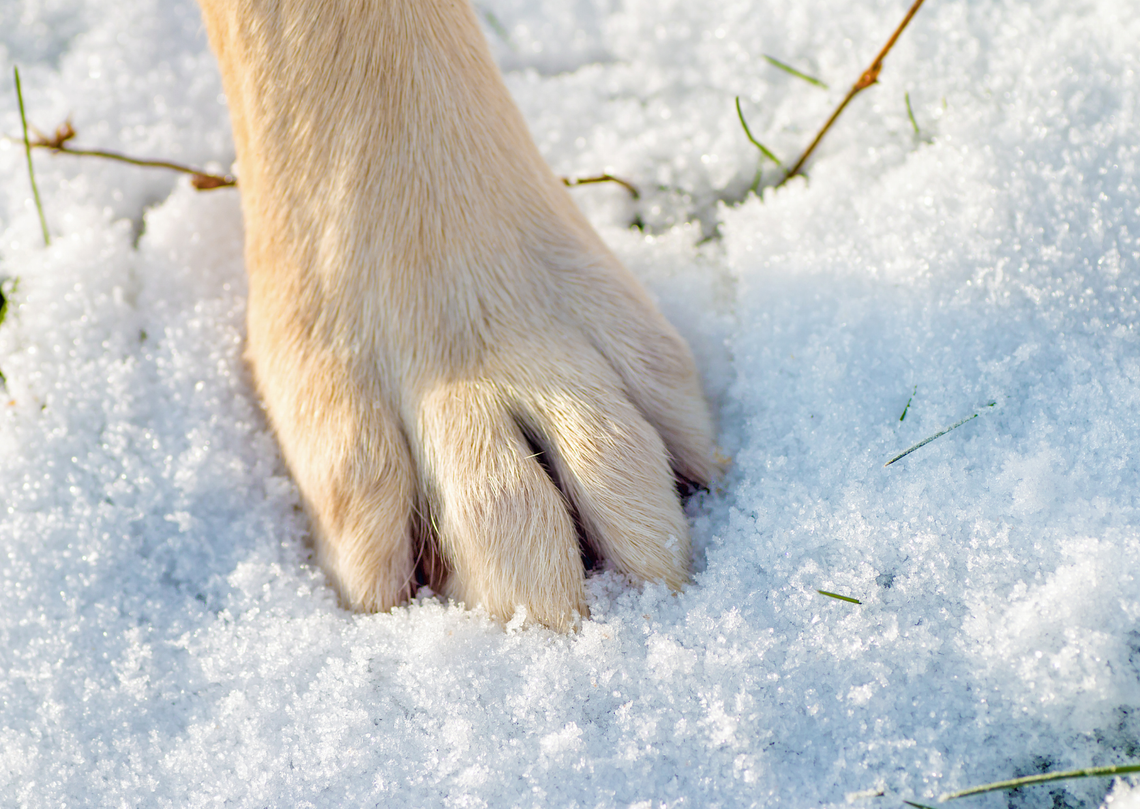 Interwencyjne odebranie psa na terenie gminy Lesznowola