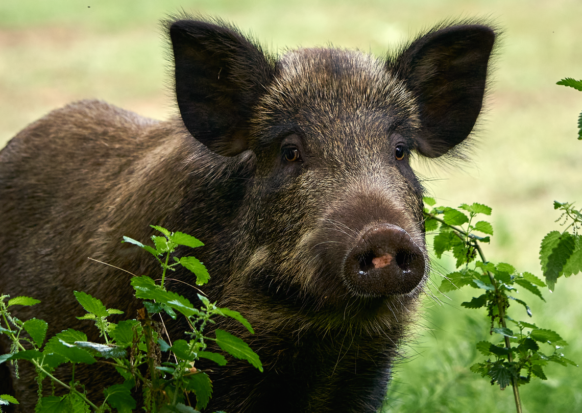 Jednorazowy spacer dzików? Jednorazowy spacer dzików?