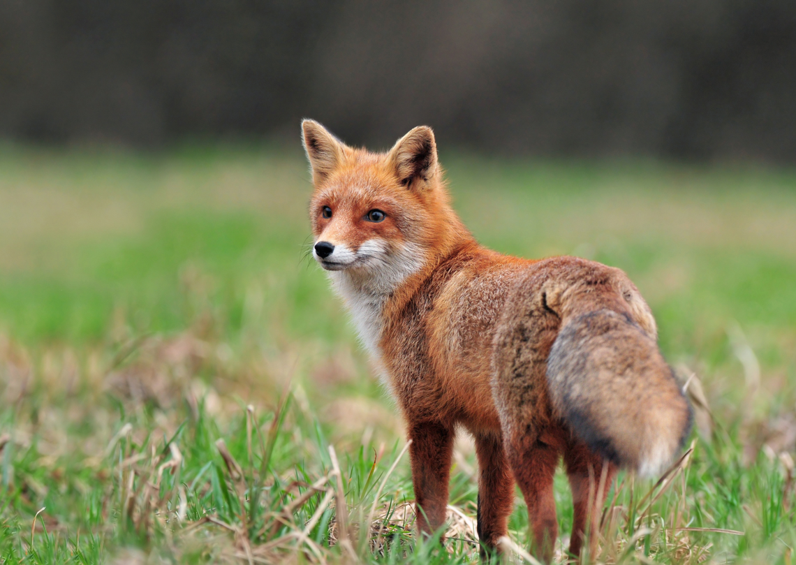 Jesienna akcja szczepienia lisów na Mazowszu Jesienna akcja szczepienia lisów na Mazowszu
