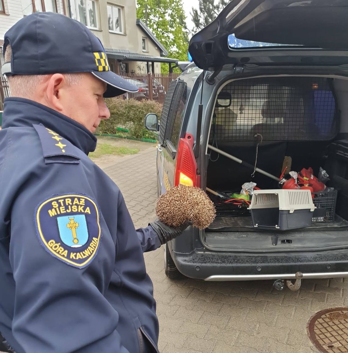 Jeż uwięziony w bramie, pisklę przyniesione do straży