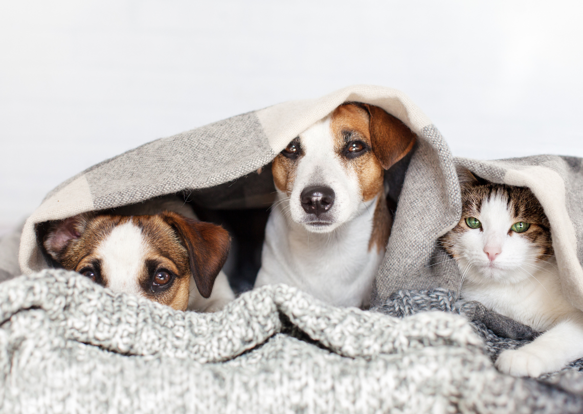 Józefosław zbiera dary dla zwierząt