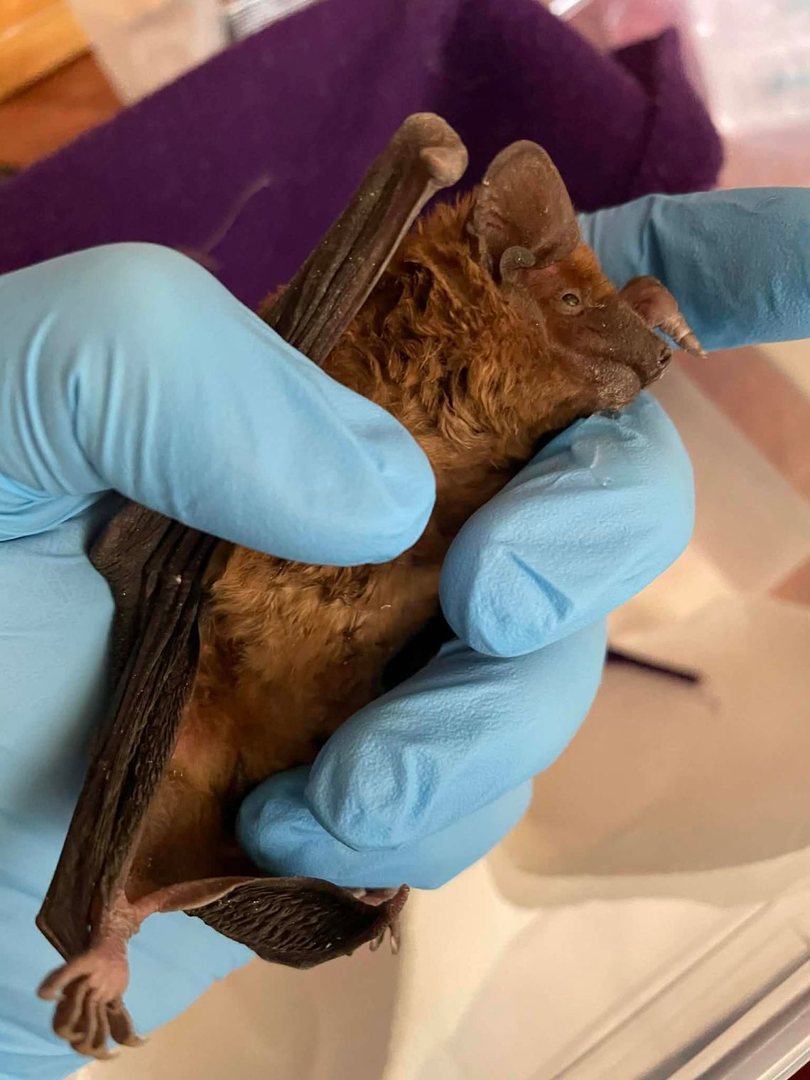 Kierszek: Osłabiony nietoperz trafił pod opiekę wolontariuszy