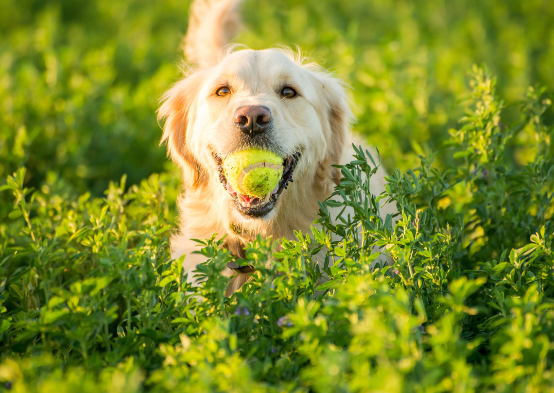 Koniec z bezpańskimi psami?