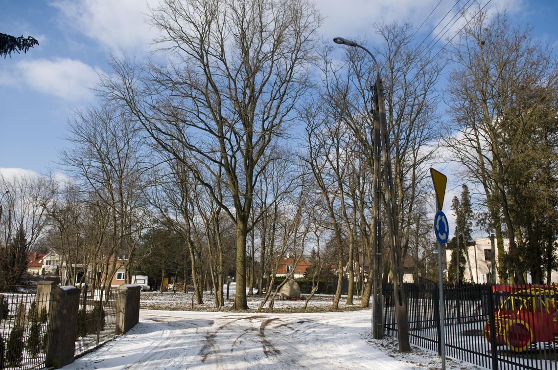 Krzewy na rondzie czy 100-letnie lipy w ogrodzie?