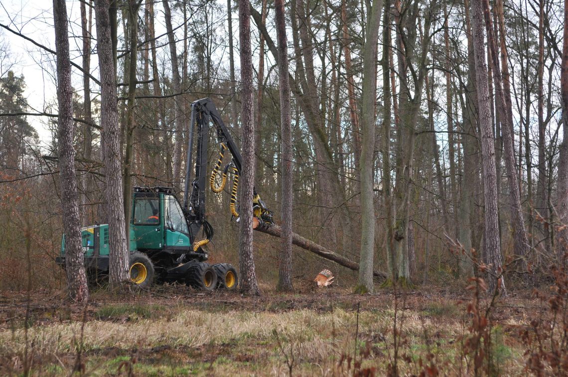 Leśne wycinki budzą niepokój