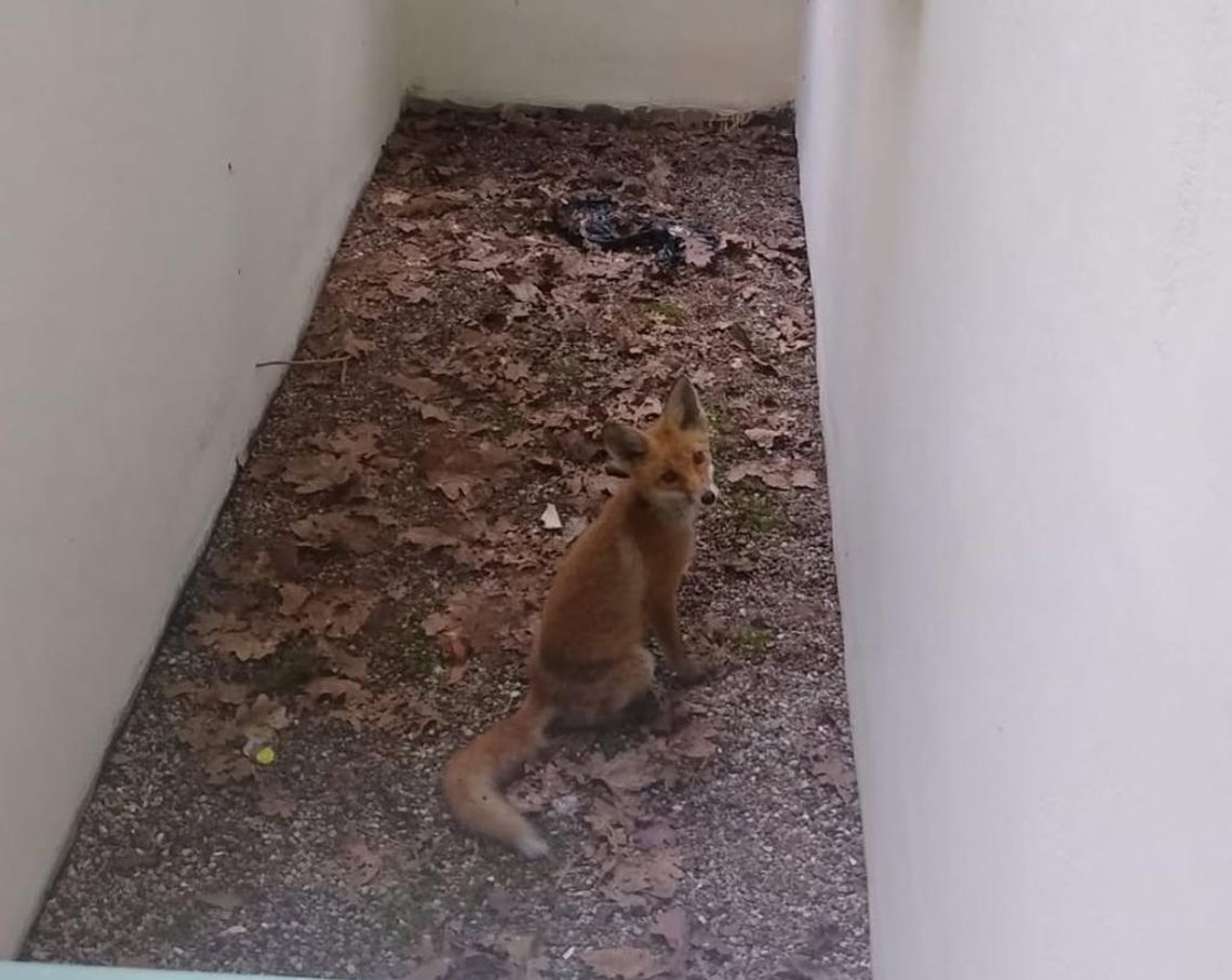 Lis uratowany z pułapki w Konstancinie-Jeziornie