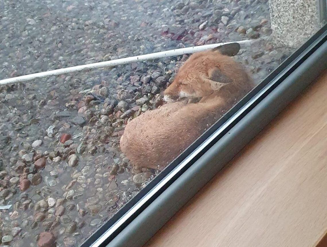 Lisy w Józefosławiu. Uważajcie w okolicy