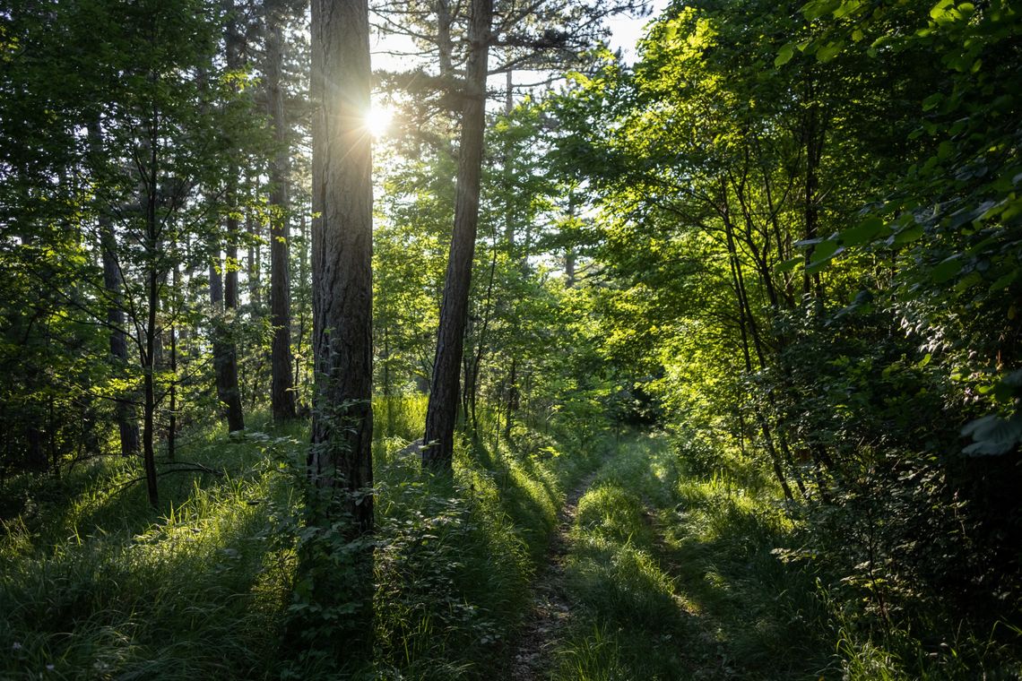 Łoś. Mieszkańcy sprzeciwiają się wycinaniu lasu