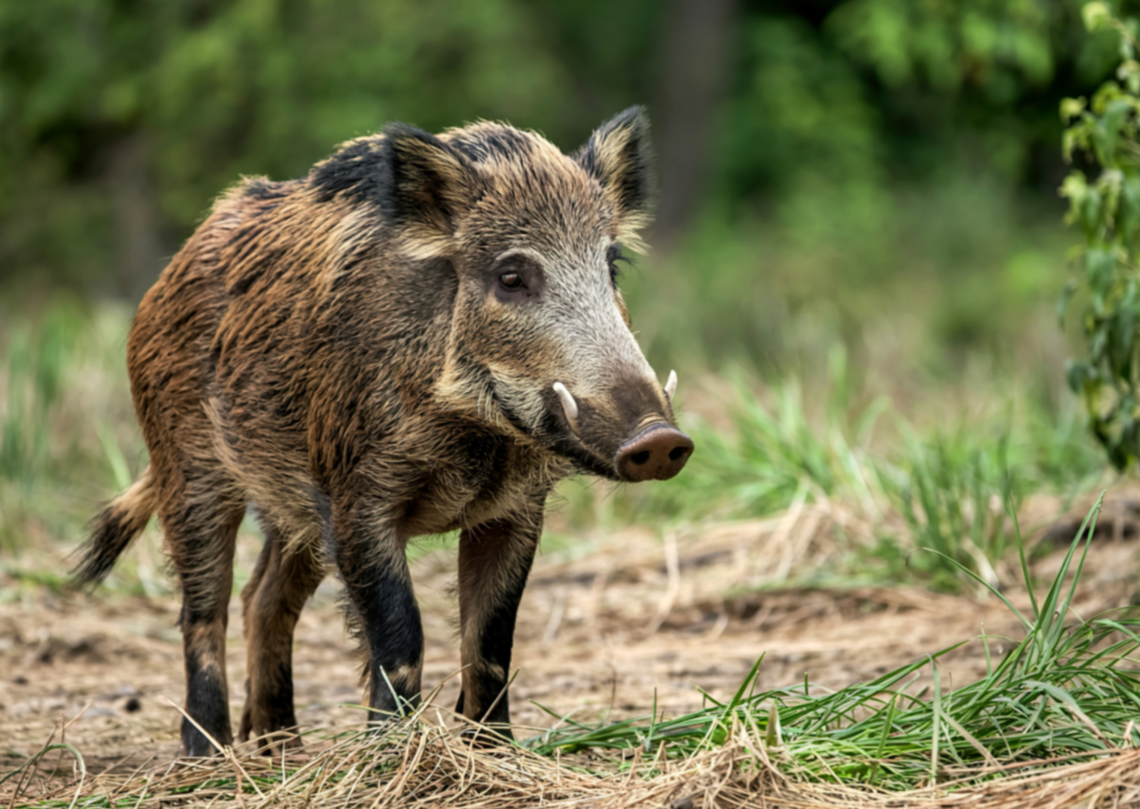 Mały dzik w sąsiedztwie Parku Miejskiego [WIDEO]