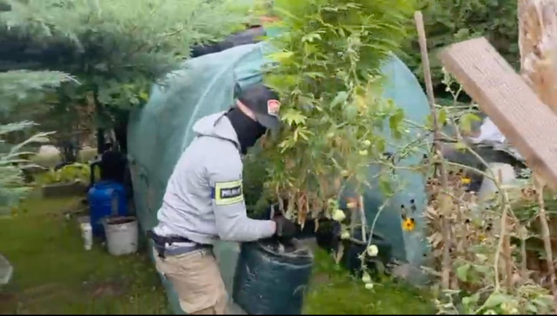 Marihuana na Rodzinnych Ogródkach Działkowych - policja zatrzymała 52-latka [WIDEO]