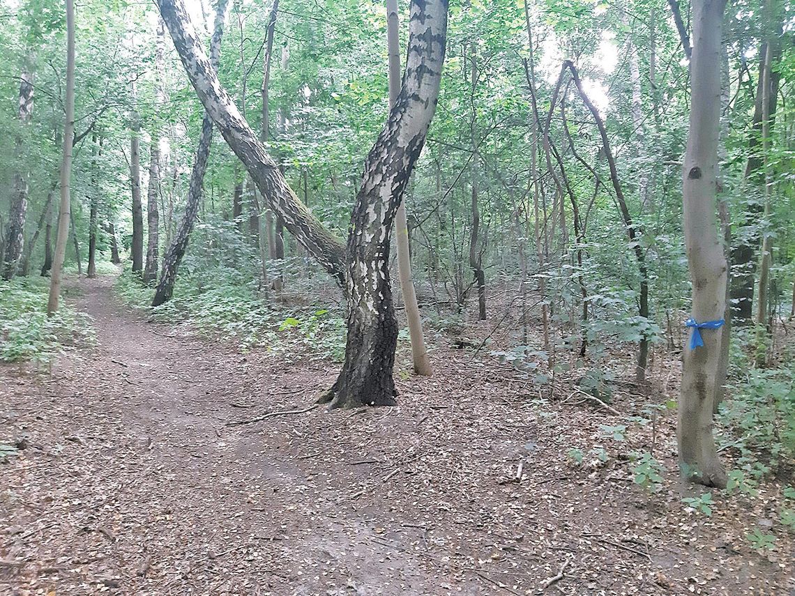 Mieszkańcy nie chcą parku