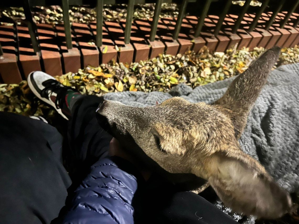 Mieszkańcy próbowali uratować ranną sarnę