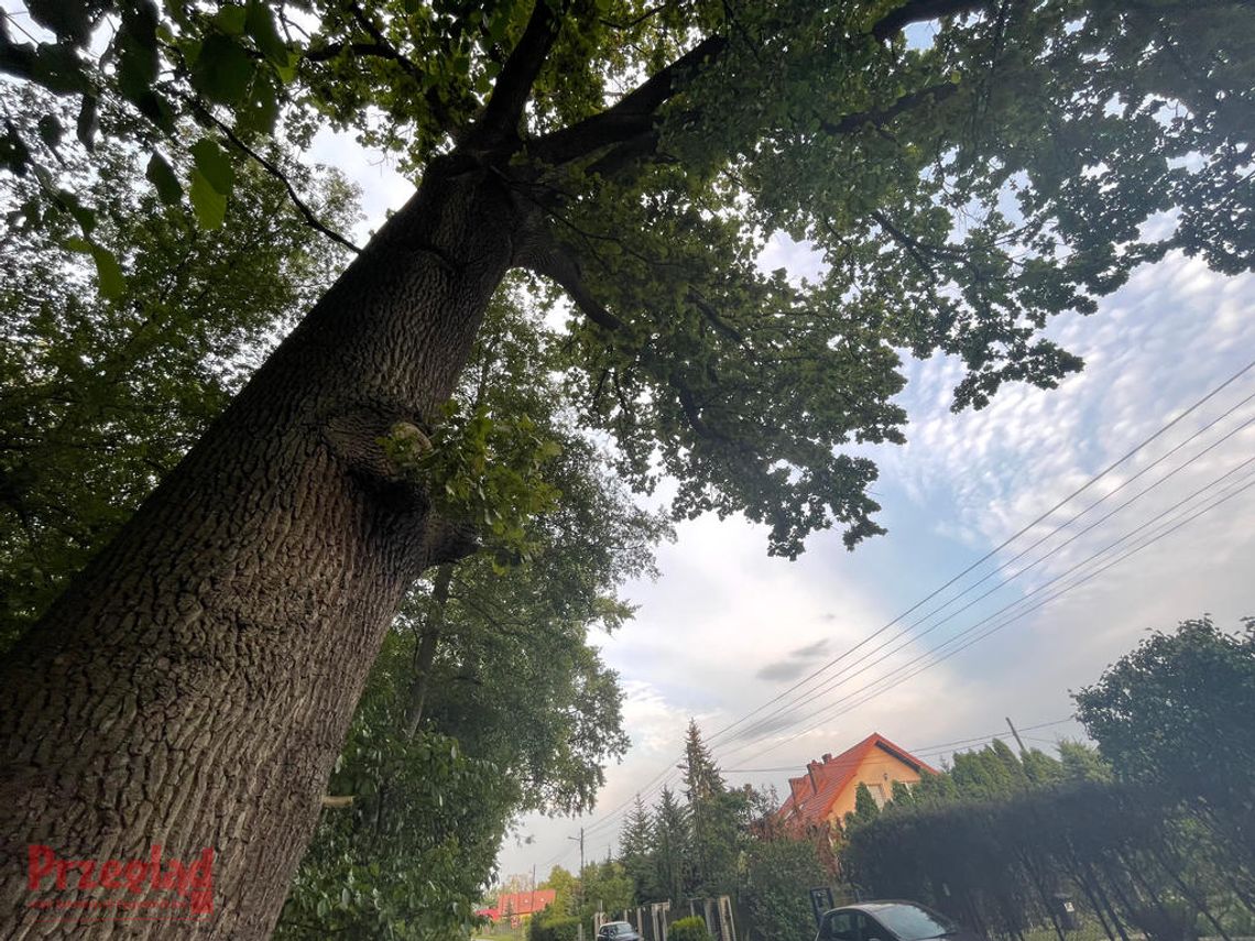 Mieszkańcy Leśnej żyją w ciągłym strachu. Czy drzewa faktycznie mogą runąć na ich domy?