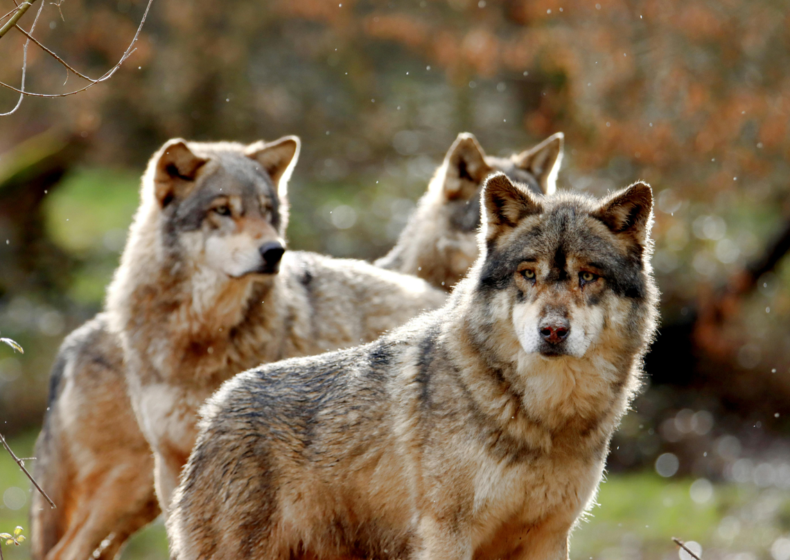 Wilki w lasach pod Julianowem? Nadleśnictwo montuje fotopułapki!
