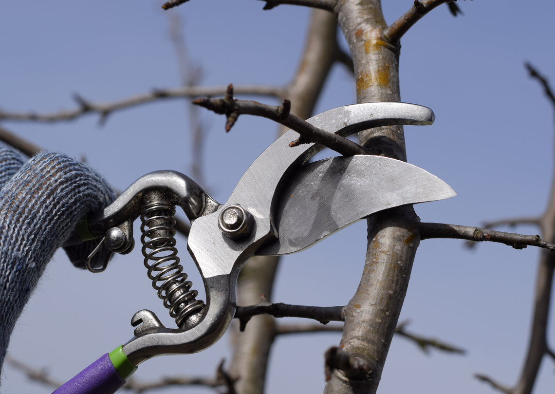 Nie spalaj liści i gałęzi