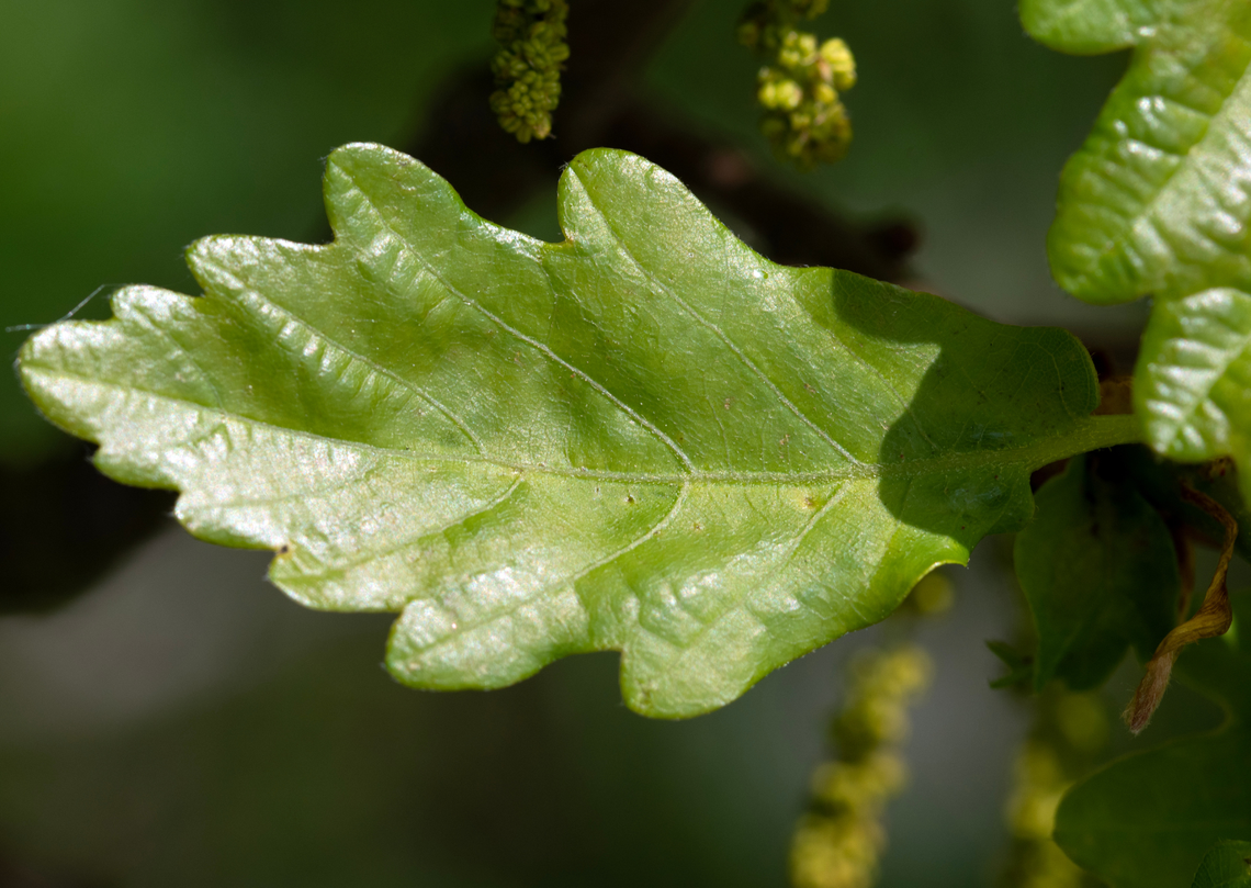 Nowe pomniki przyrody Nowe pomniki przyrody