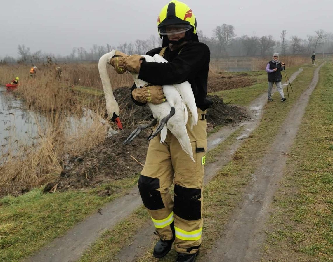 Piaseczno. Ratowali chorego łabędzia. Jaki był jego dalszy los?