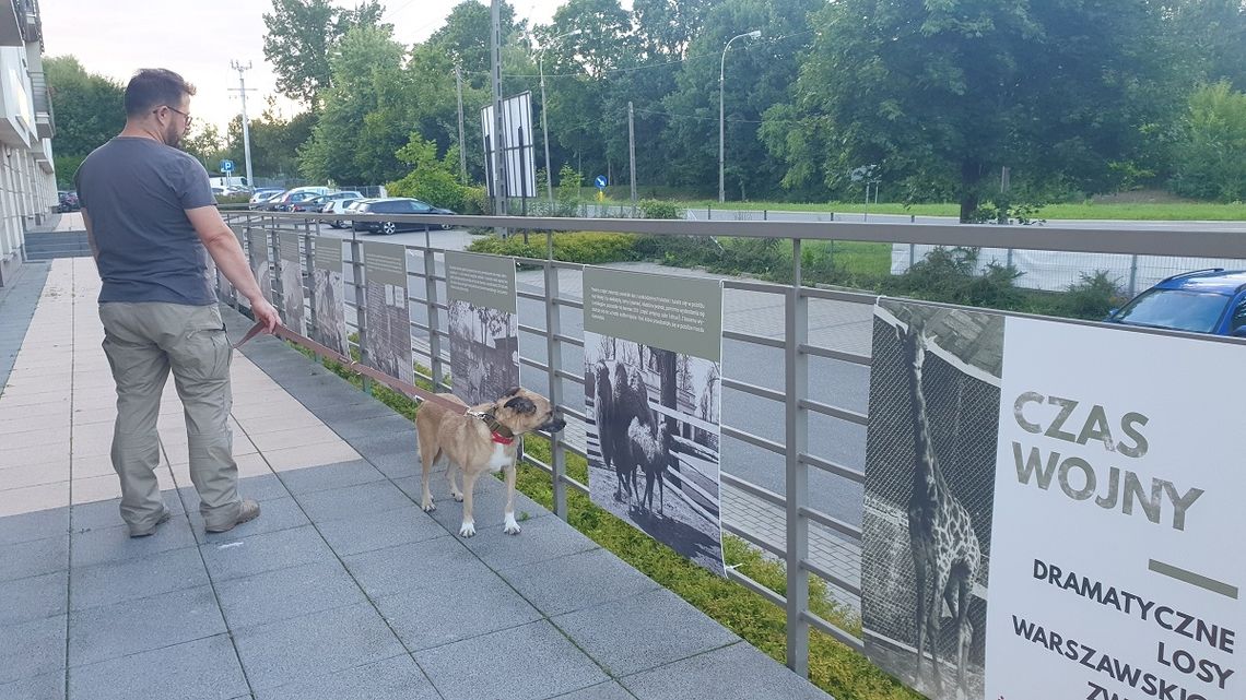 Piaseczno. Wystawa o tragicznych losach zwierząt okupowanej Warszawy