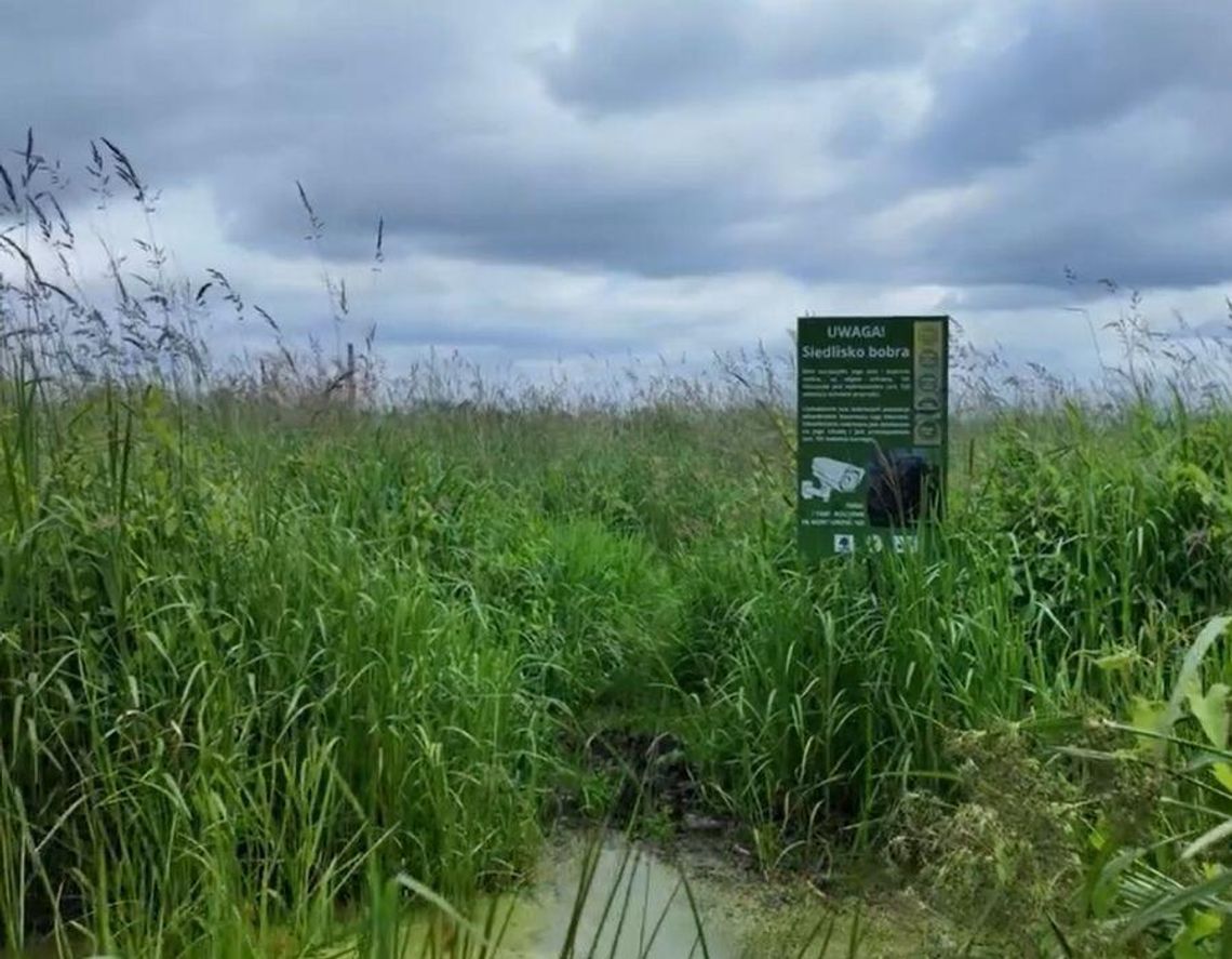 Pierwszy taki park w Polsce ma powstać na Łąkach Oborskich Pierwszy taki park w Polsce ma powstać na Łąkach Oborskich