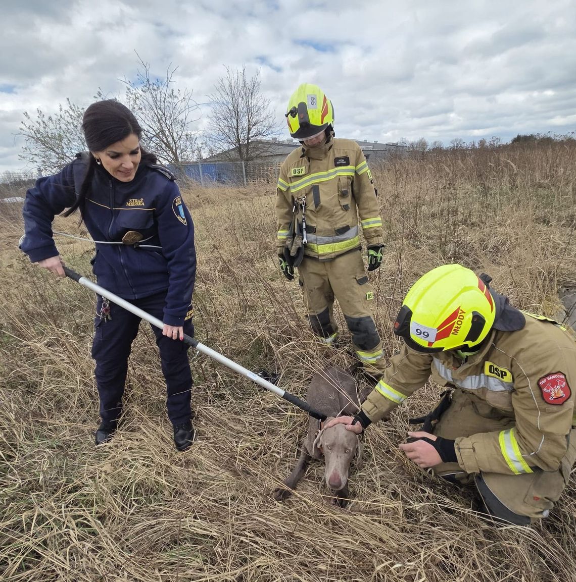 Pies w pułapce. Szczęśliwy finał w Łubnej Pies w pułapce. Szczęśliwy finał w Łubnej