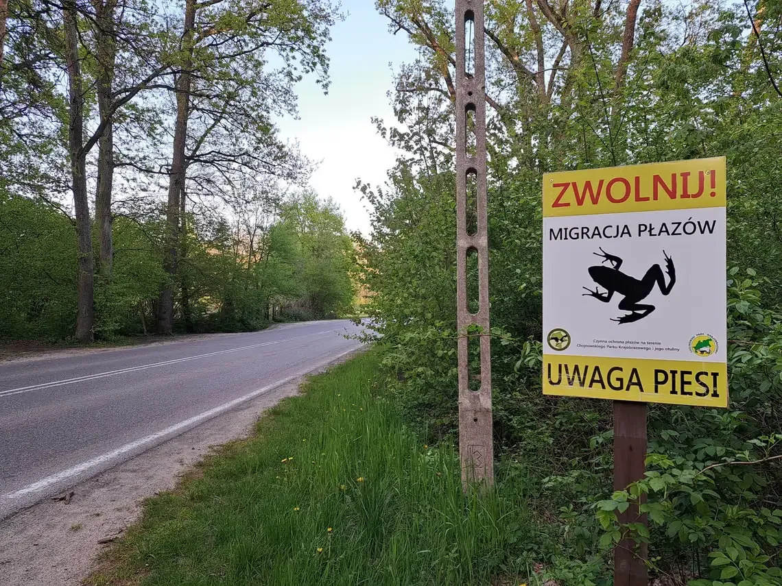 Płazy mają pierwszeństwo w Żabieńcu Płazy mają pierwszeństwo w Żabieńcu