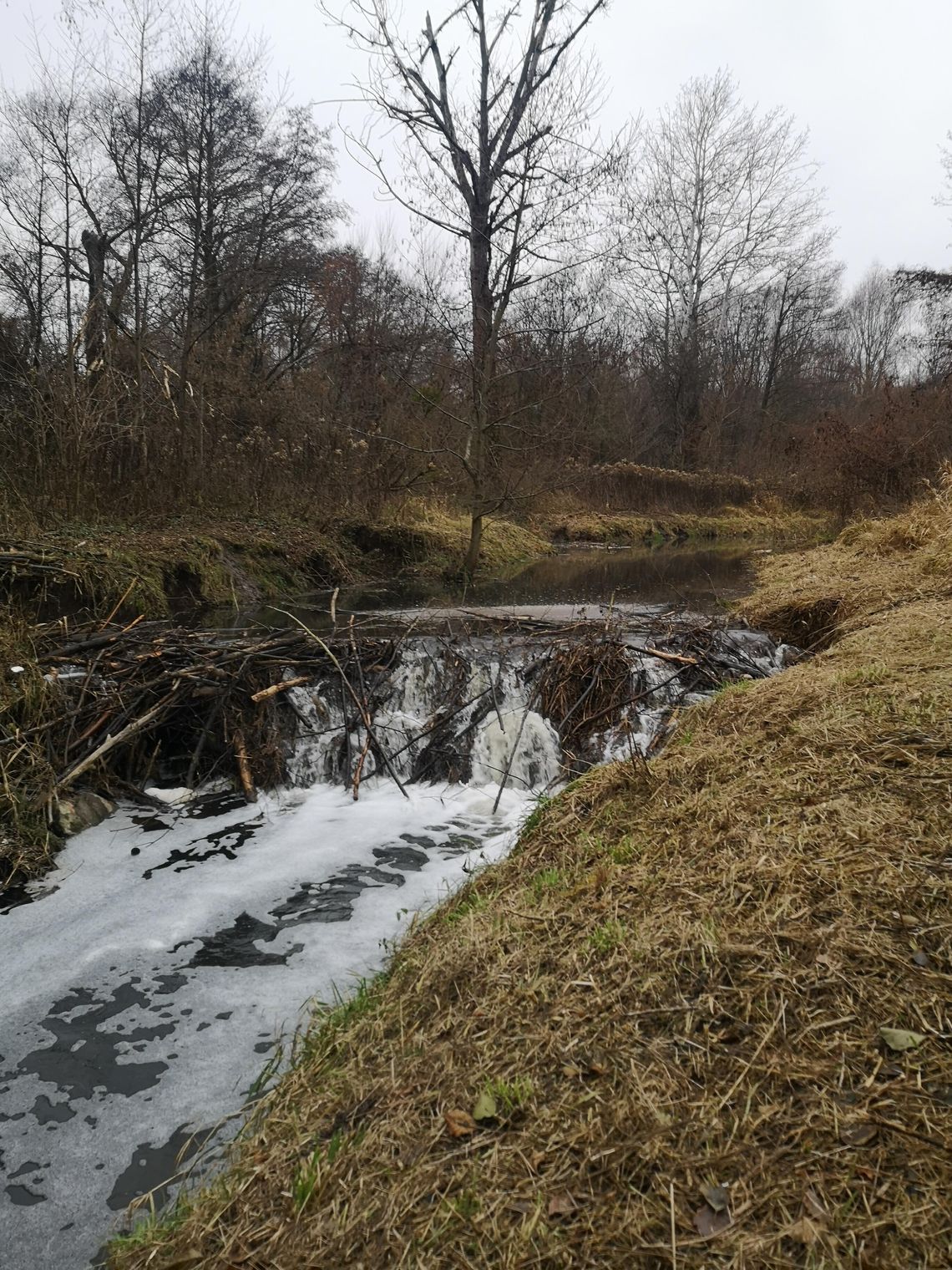 Perełka bliska wylania. Winne są bobry!