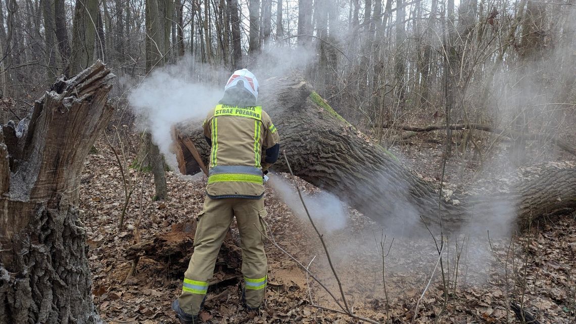 Podpalenia w rezerwacie - strażacy ostrzegają przed skutkami