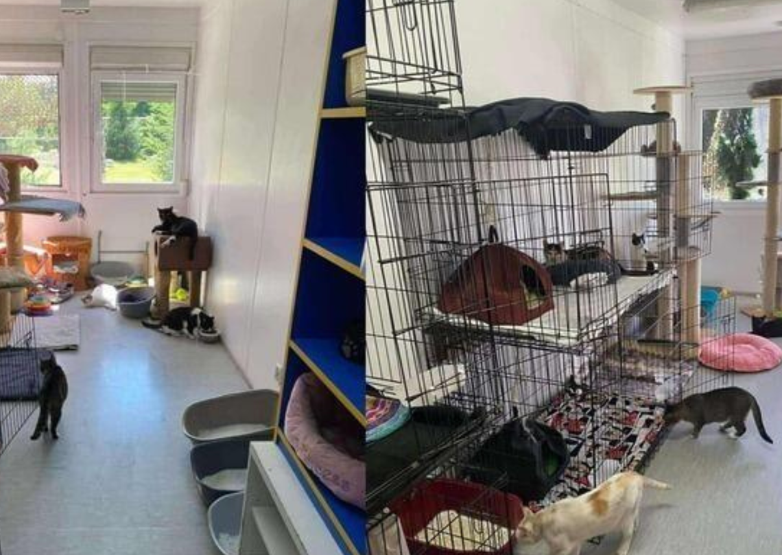 Pomóż kotom ze Zwierzokracji