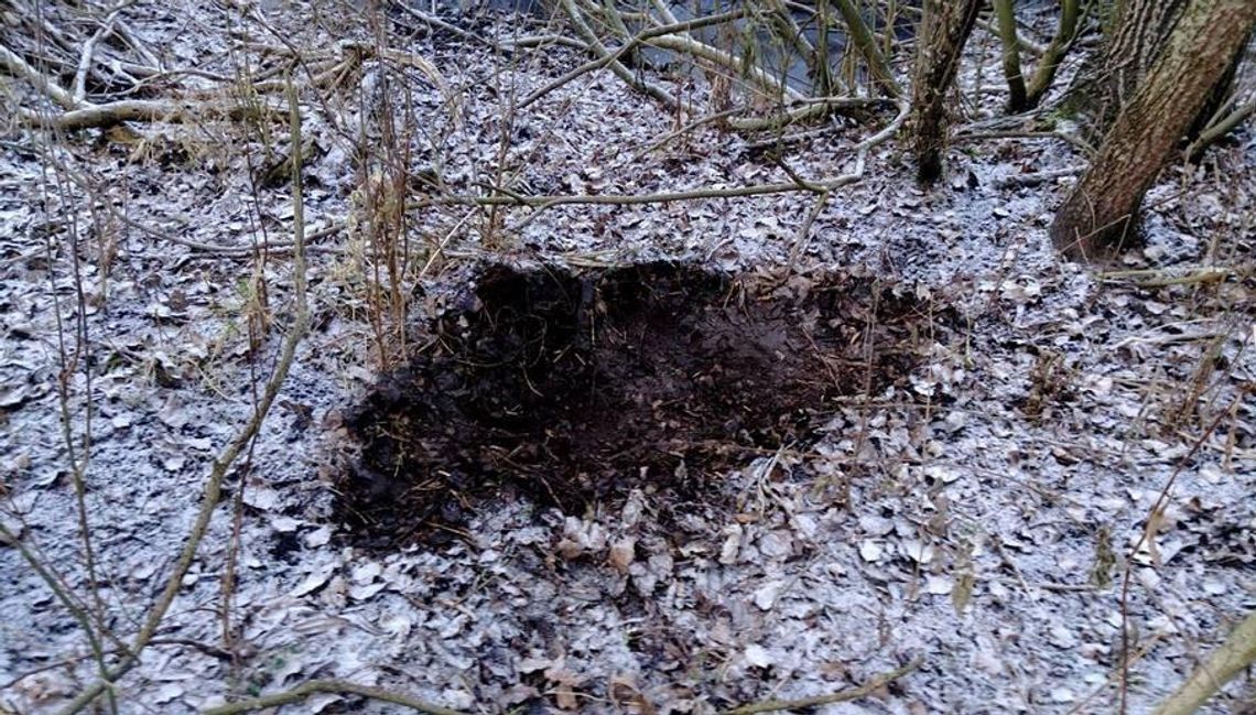 Porzucają dzicze skóry