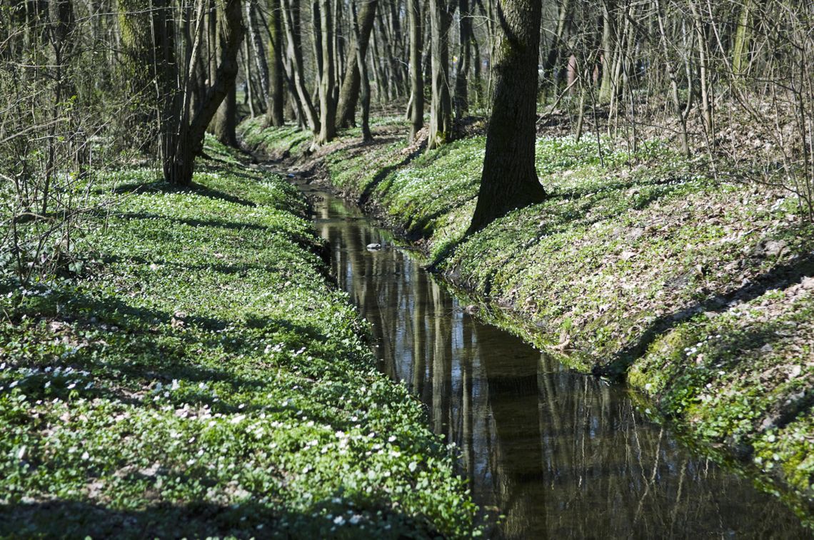 Prace porządkowe w użytku Adamów‑Zalesie. Leśnicy usuwają niebezpieczne drzewa