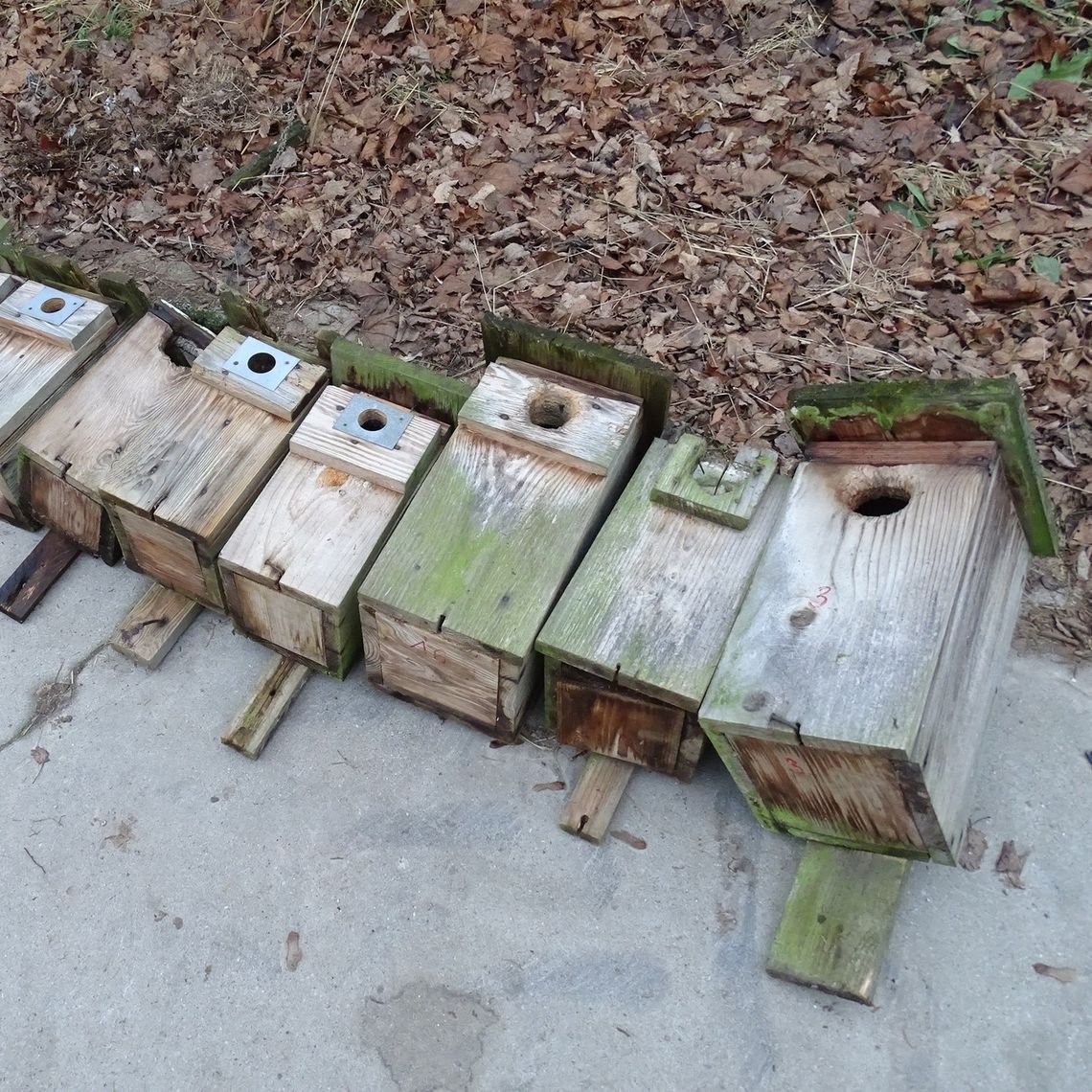 Przegląd budek lęgowych w parkach Przegląd budek lęgowych w parkach