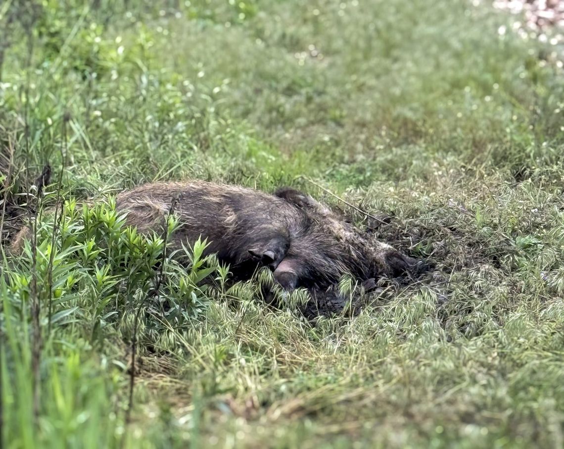 Ranny dzik, niejasne procedury i odpowiedzi instytucji. Wracamy do sprawy z Góry Kalwarii Ranny dzik znaleziony w rejonie torów w Górze Kalwarii.