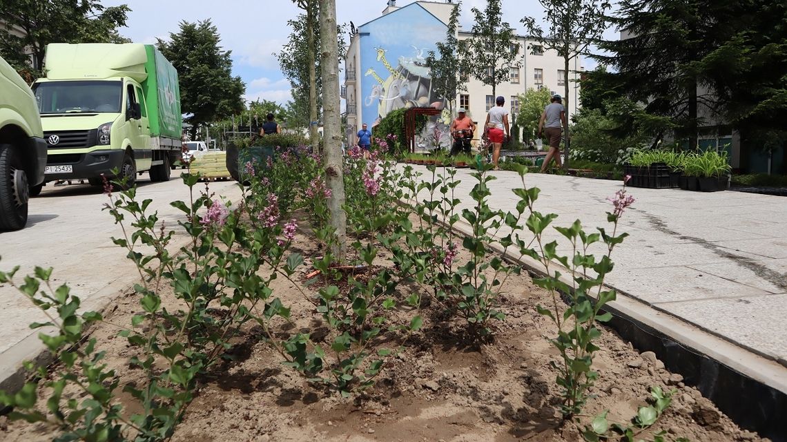 Piaseczno. Remont Puławskiej i Kościuszki. Trwają nasadzenia