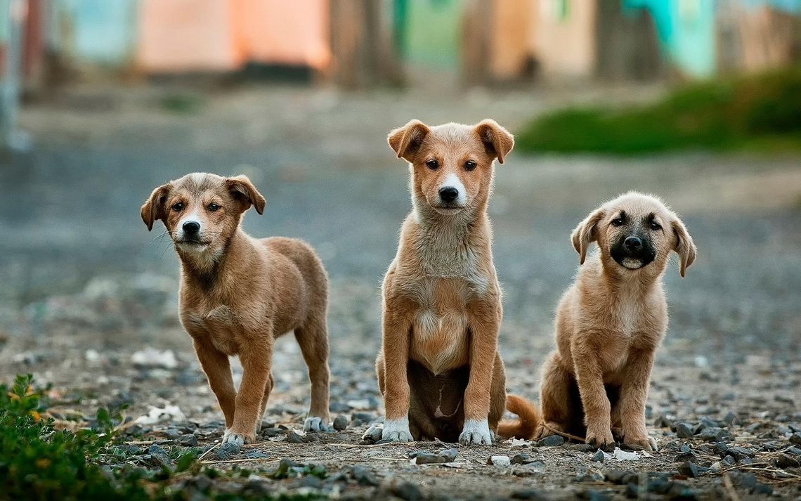 Ruszyła bezpłatna akcja sterylizacji, kastracji i chipowania zwierząt