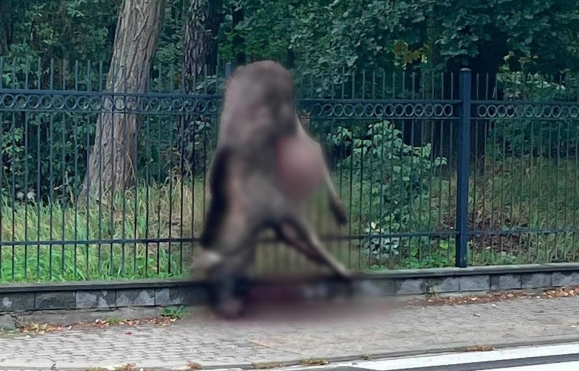 „Ryczeć mi się chce”. Kolejny łoś zginął na płocie w Konstancinie „Ryczeć mi się chce”. Kolejny łoś zginął na płocie w Konstancinie