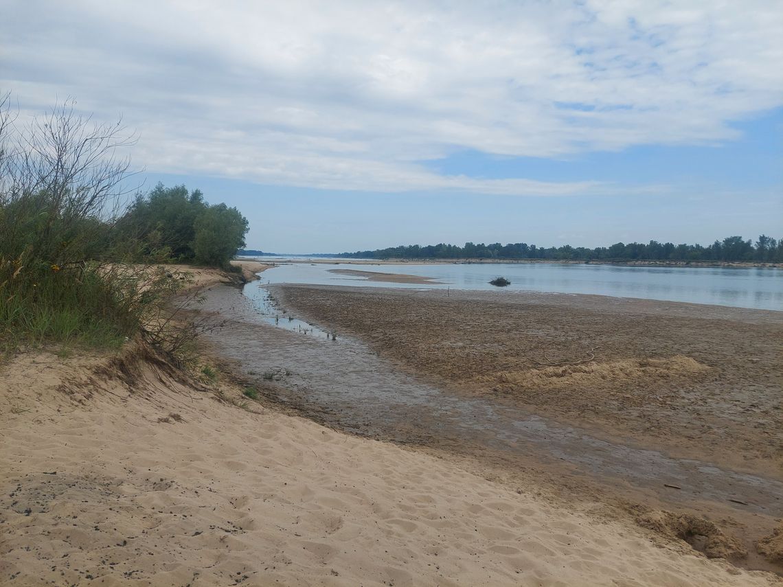 Sami chrońmy plażę w Ciszycy: rybitwy, siewki i mewy.