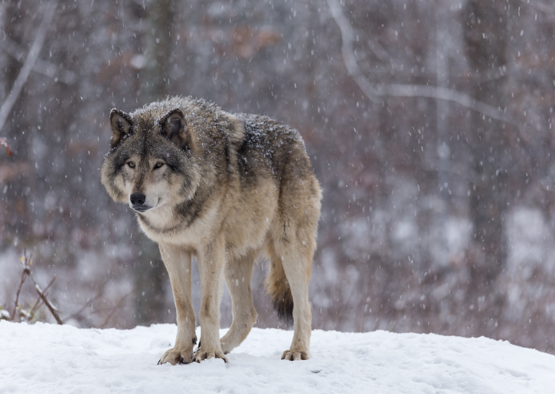 Samotny wilk zaobserwowany w okolicach Tarczyna. Leśnicy apelują o spokój