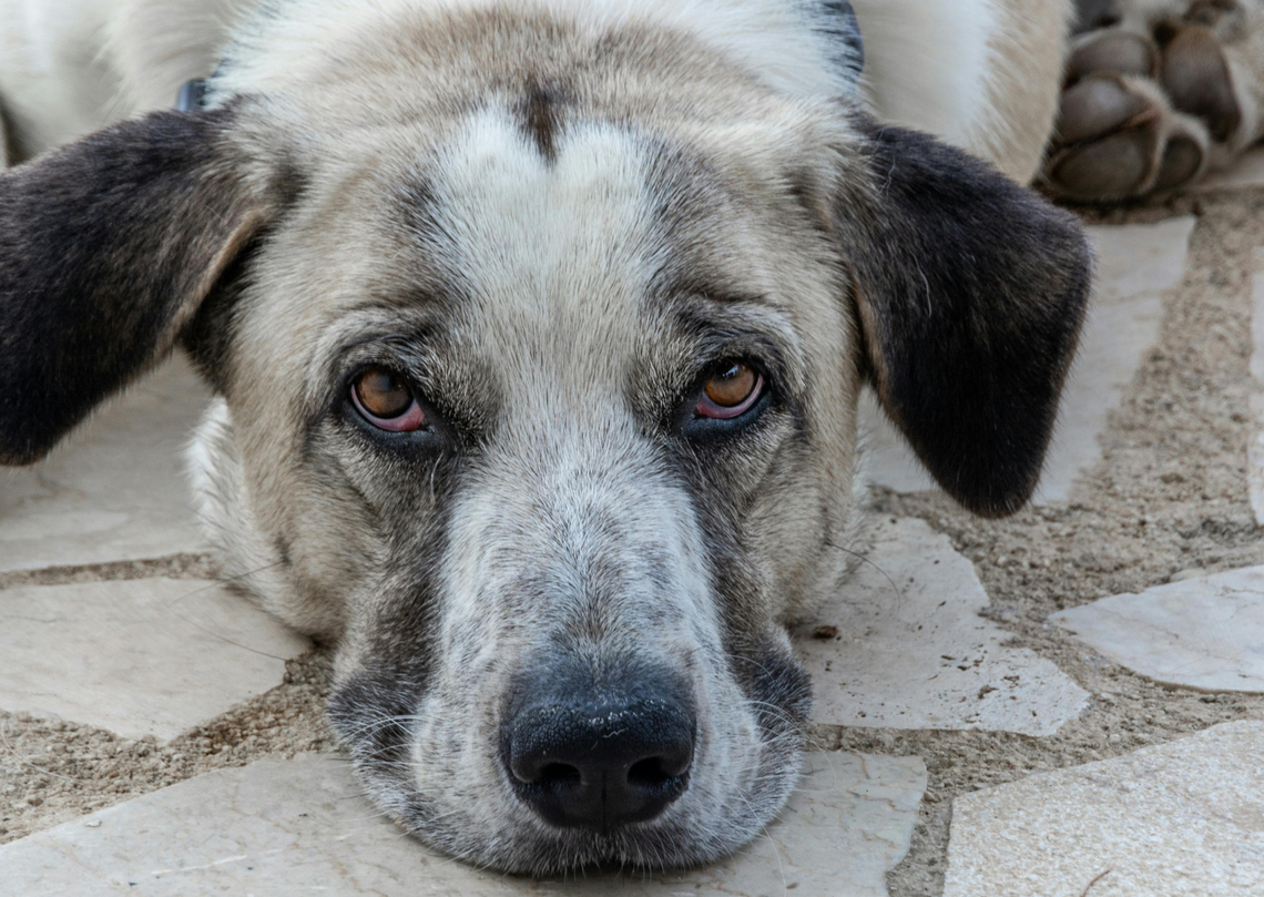 Schronisko w Wągrodnie kończy działalność